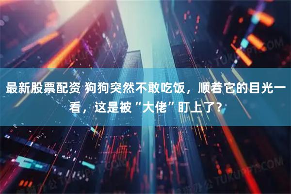 最新股票配资 狗狗突然不敢吃饭，顺着它的目光一看，这是被“大佬”盯上了？